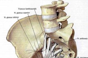 Крестцовое сплетение и его нервы 